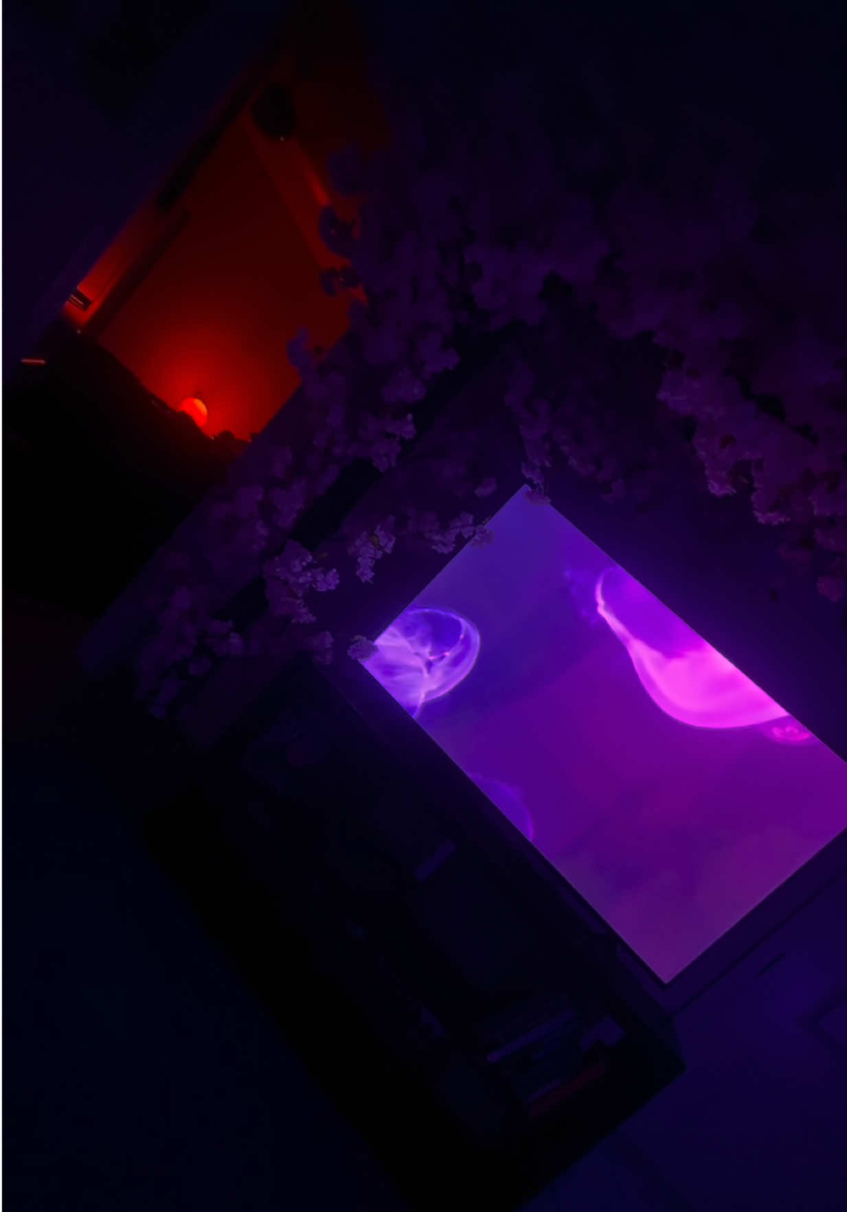 @Q U I N. ๐ถ