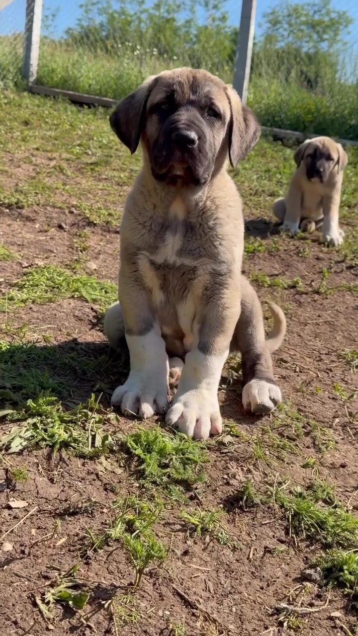 @Ultimate Puppies