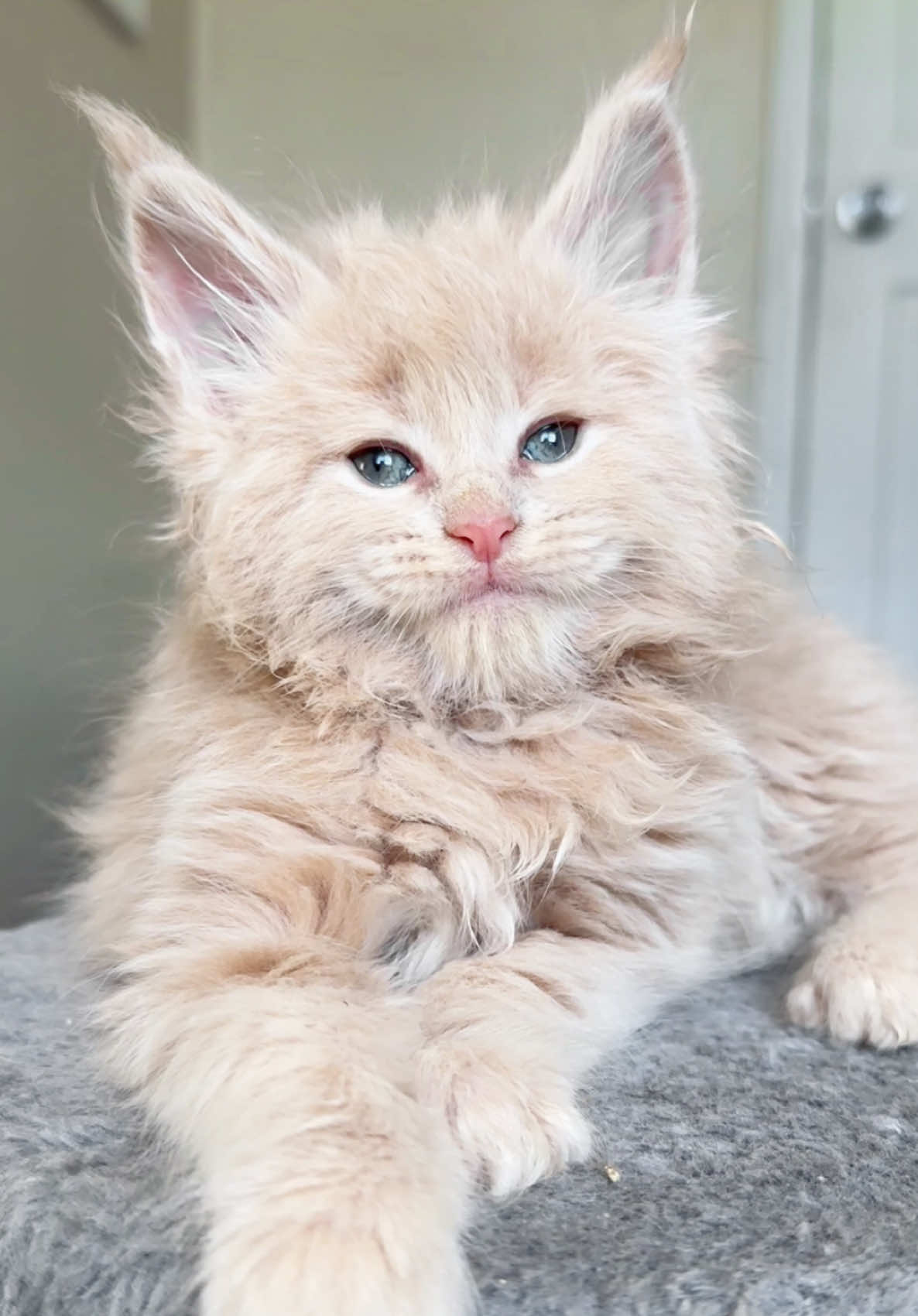 @Mossy Cottage Maine Coons 🌙