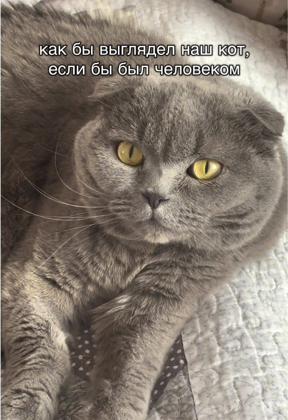 @мистер Цой | вислоухий кот