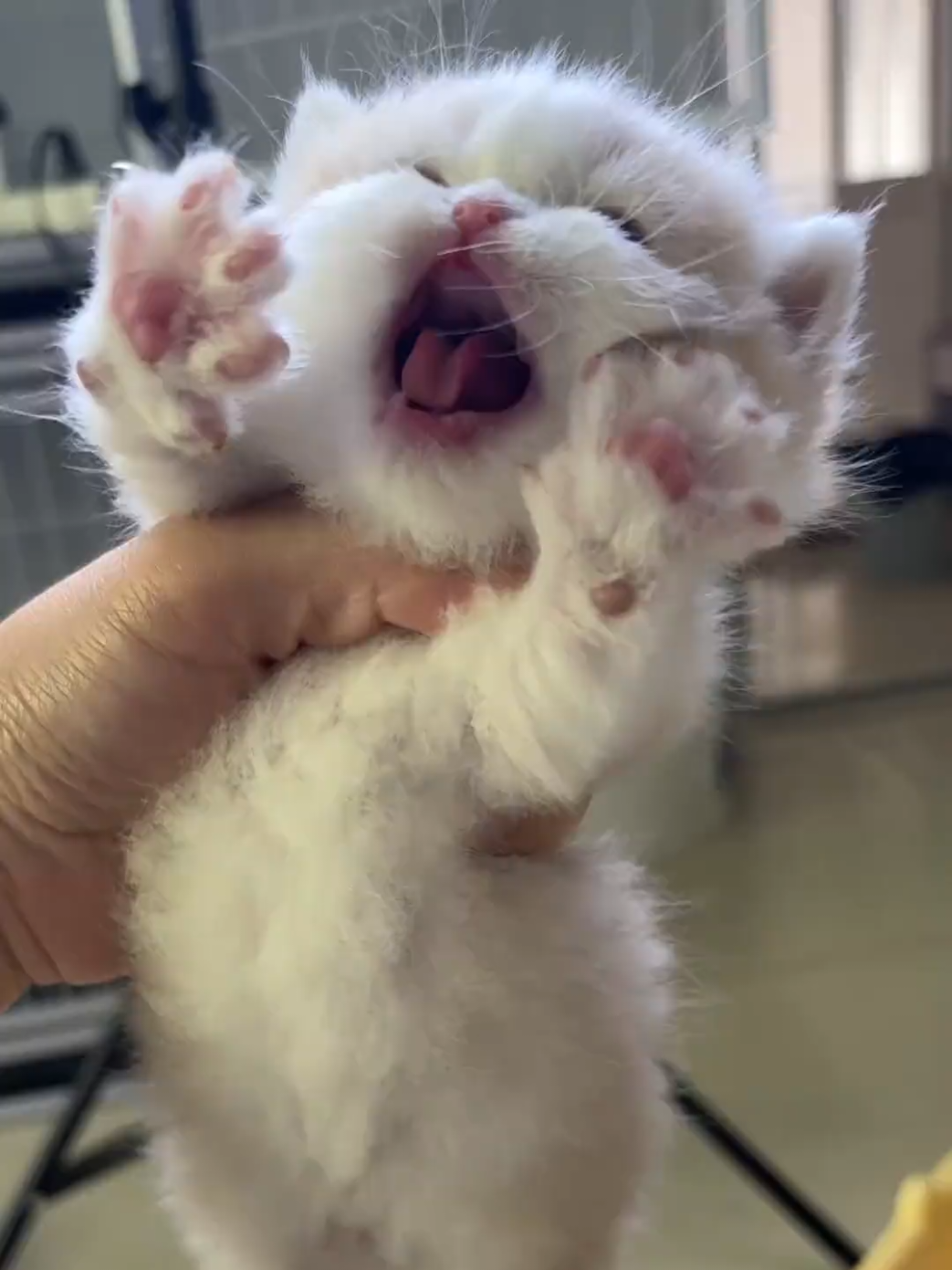 @cheerypaws