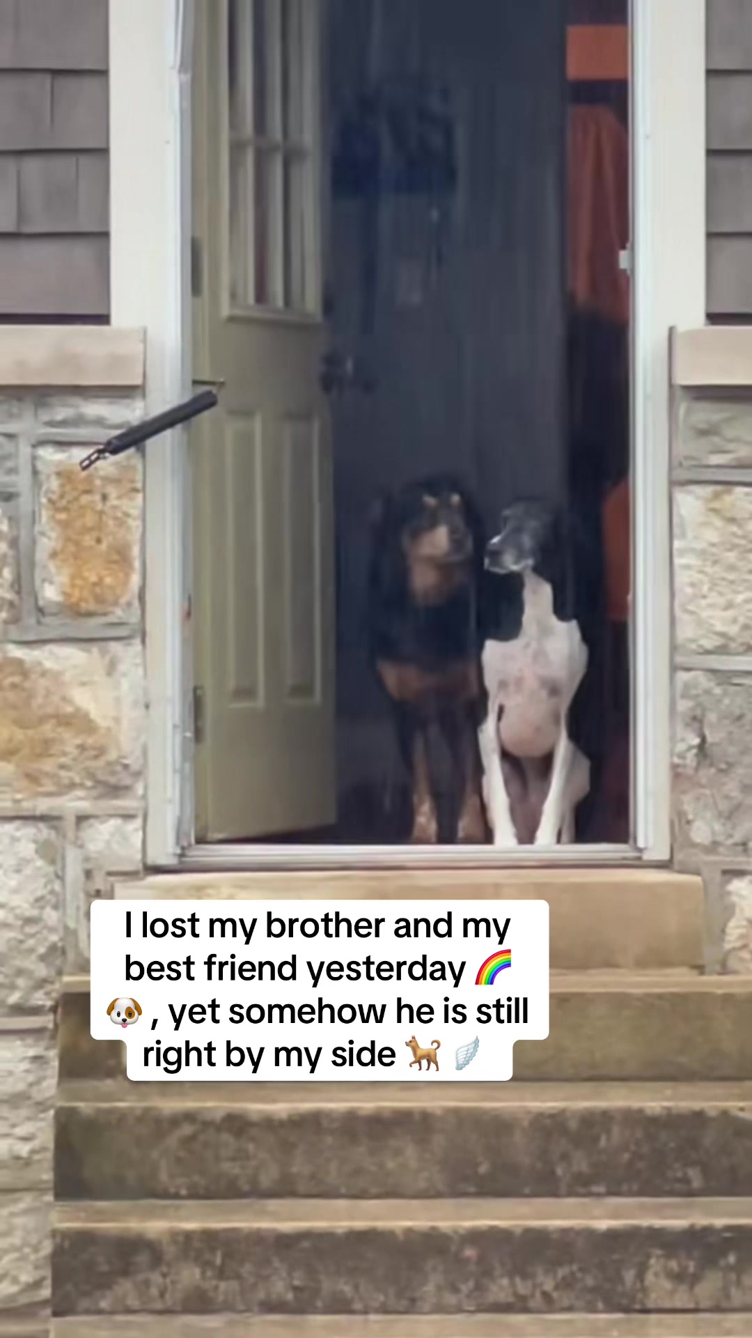 @Lexithejumpingdog