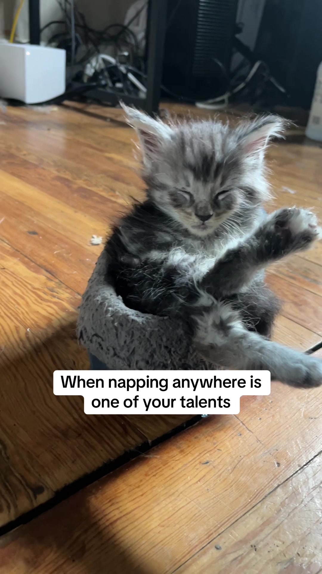 @Tycoon_Mainecoons
