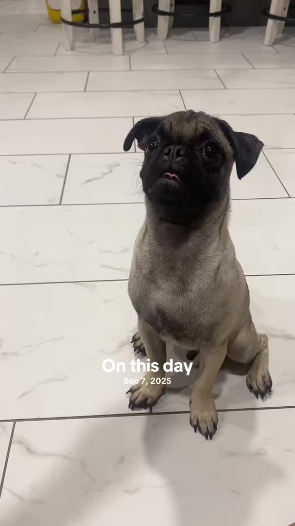 @Puggo ❤️