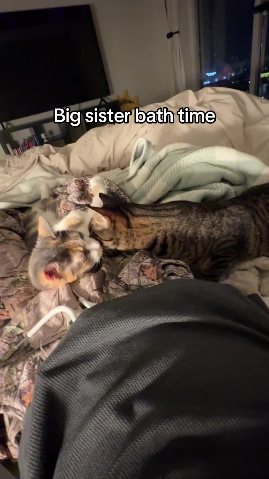 @Quinn The Calico