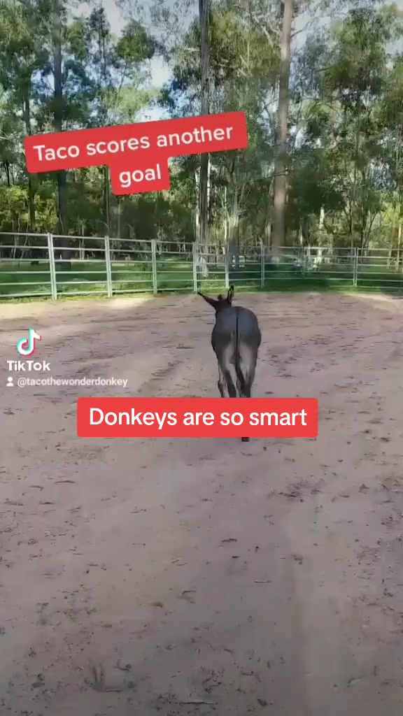 @Tacothewonderdonkey