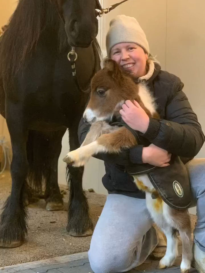 @Horses TikTok