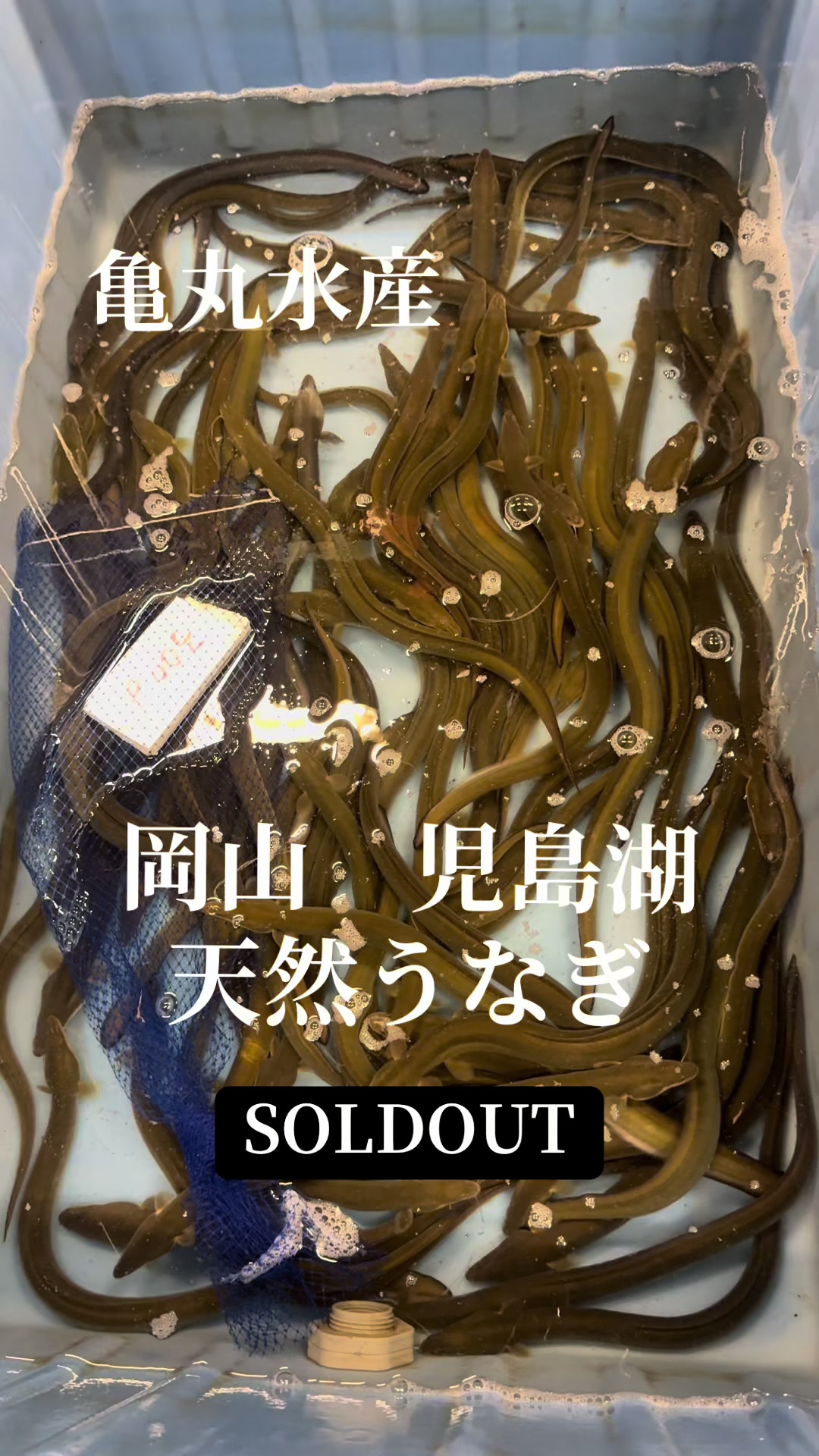 @亀丸水産社長🐢