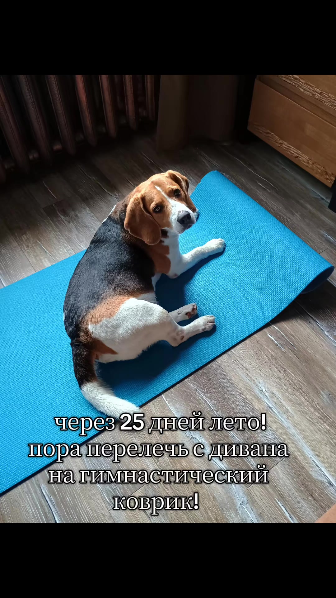 @Бигль Сэм и его семья.