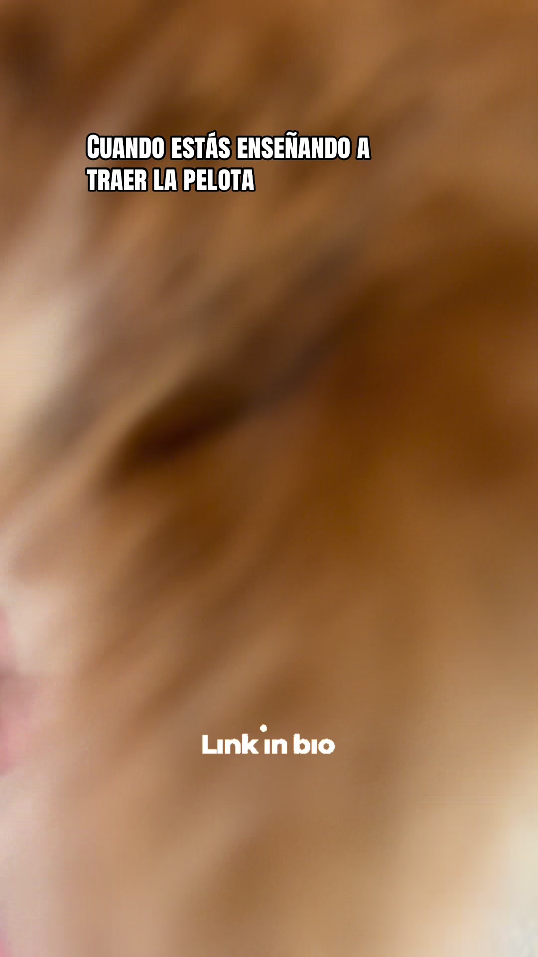 @Puppy Mynnie (Podlee + Cogi)