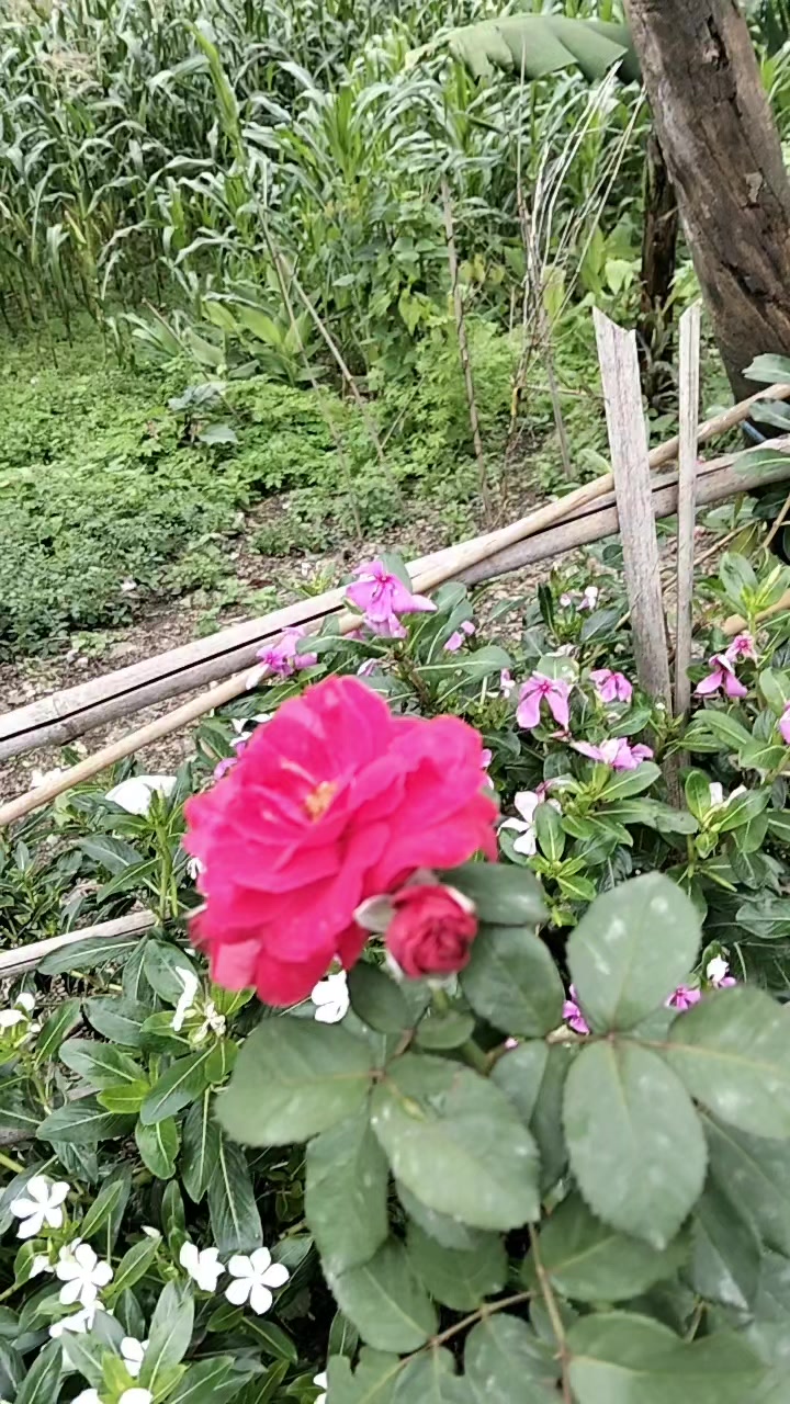 @chimcy mgrni🥀🥀🥀🥀
