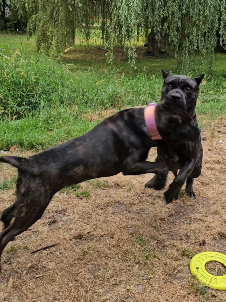 @SalmonCreekCaneCorso