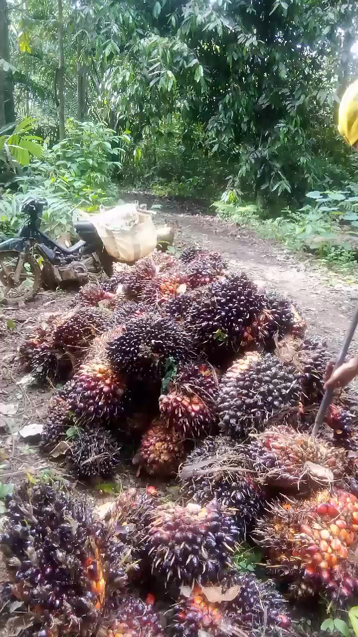 @SURYA TANI