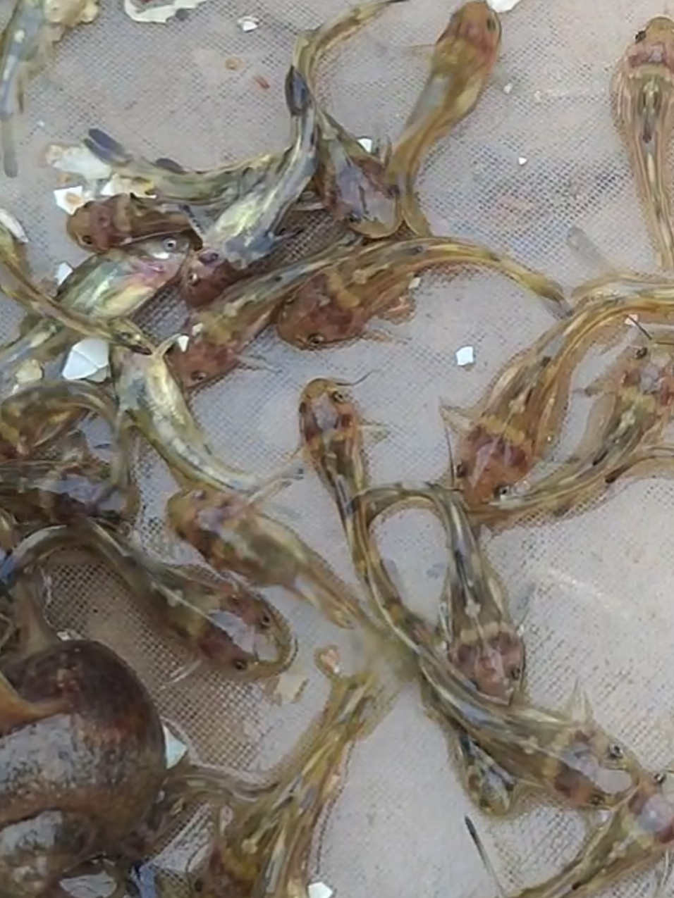 @Cá Chuối Hoa