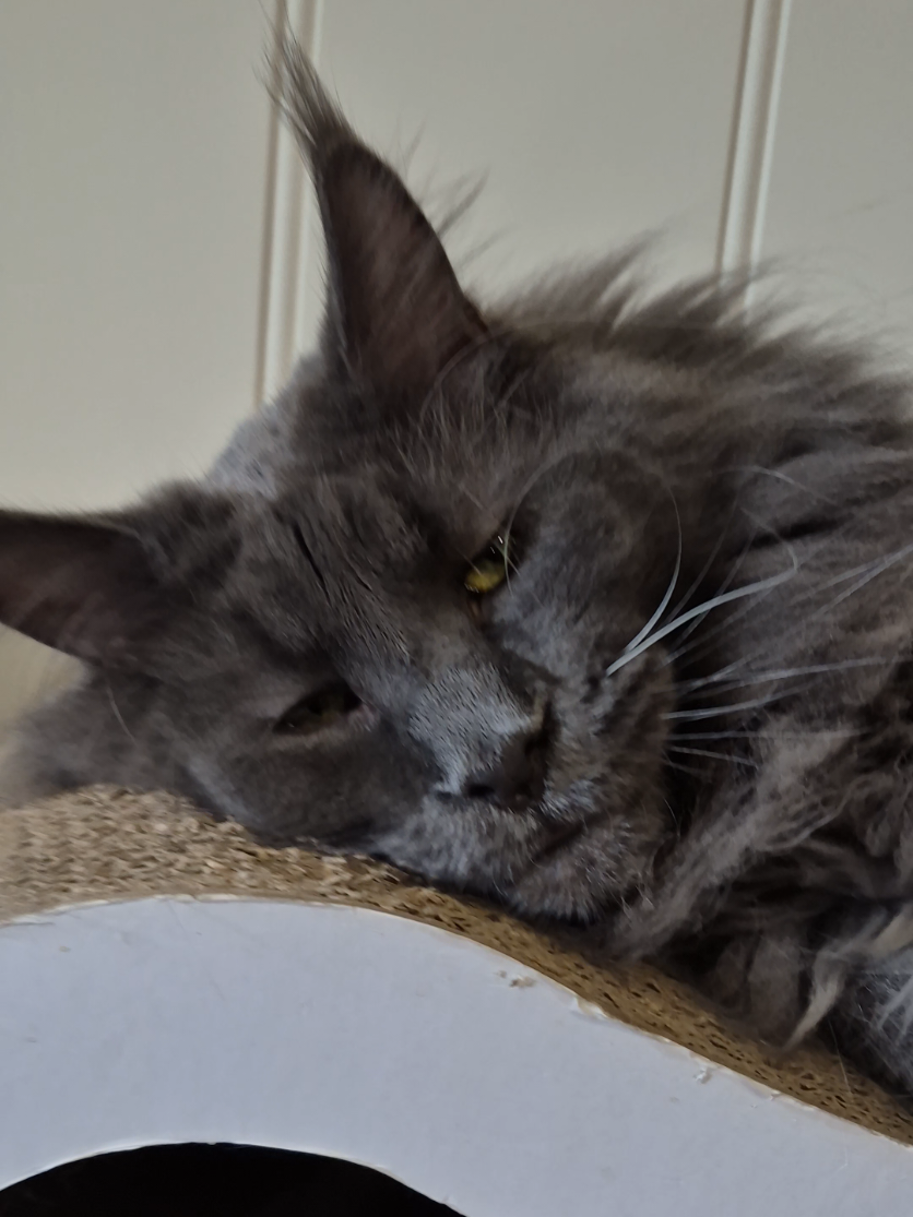 @Ragnar the Maine Coon 🐈