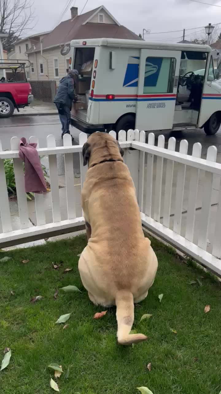 @Fronkythemastiff