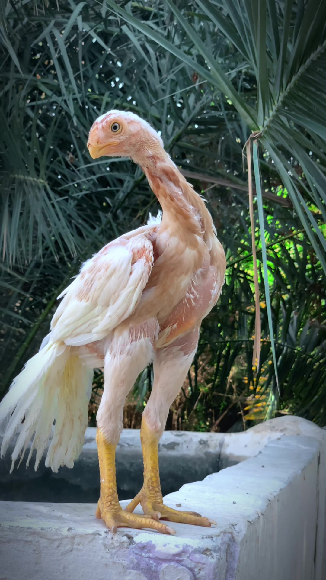 @Birds_Goat
