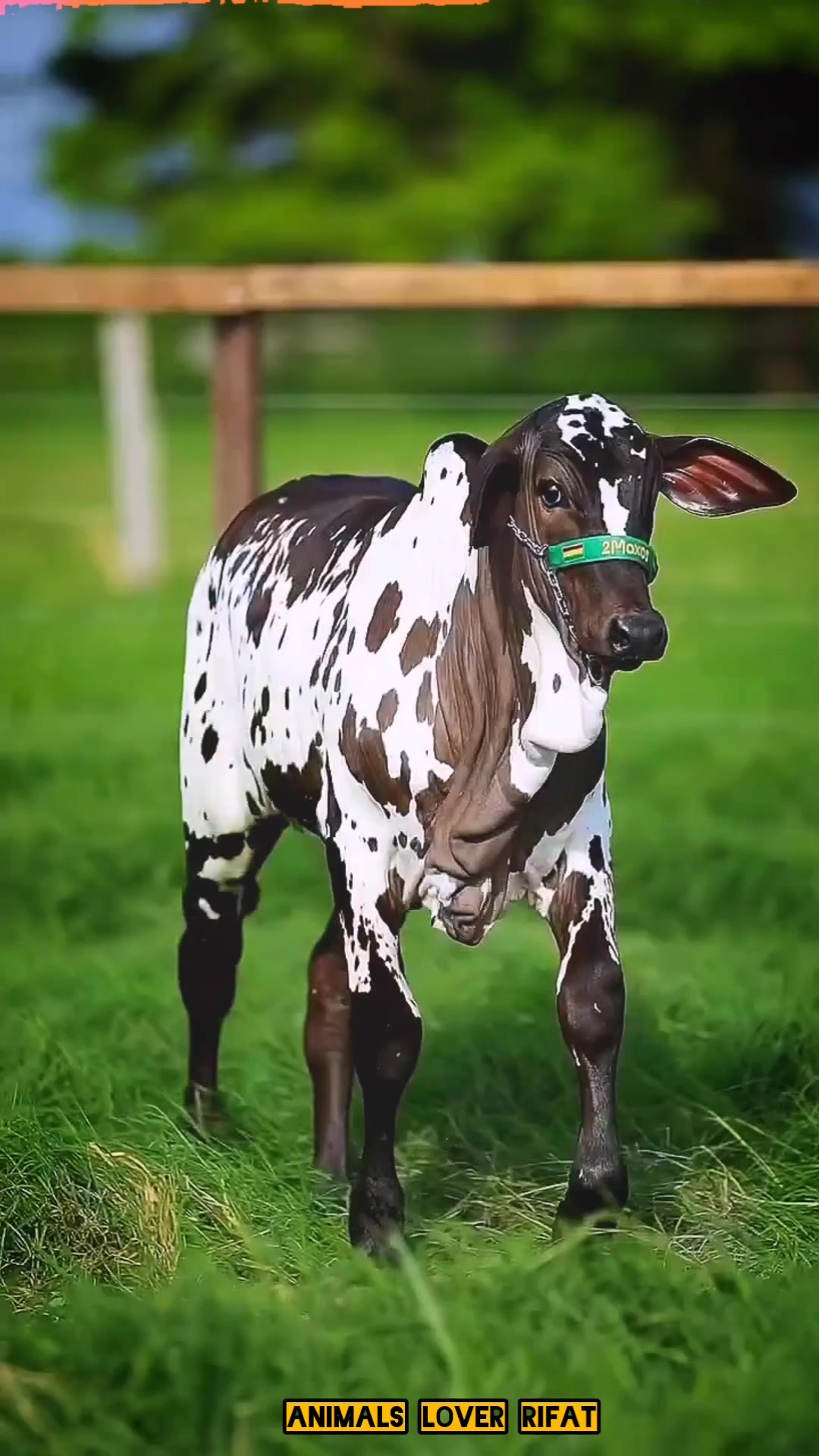 @Animals Lover Rifat