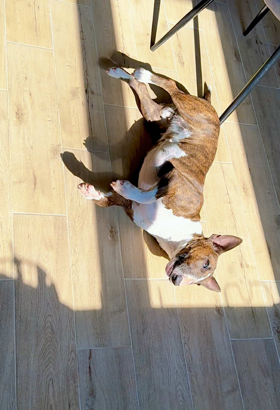 @Terra_Viva_minibullterrier