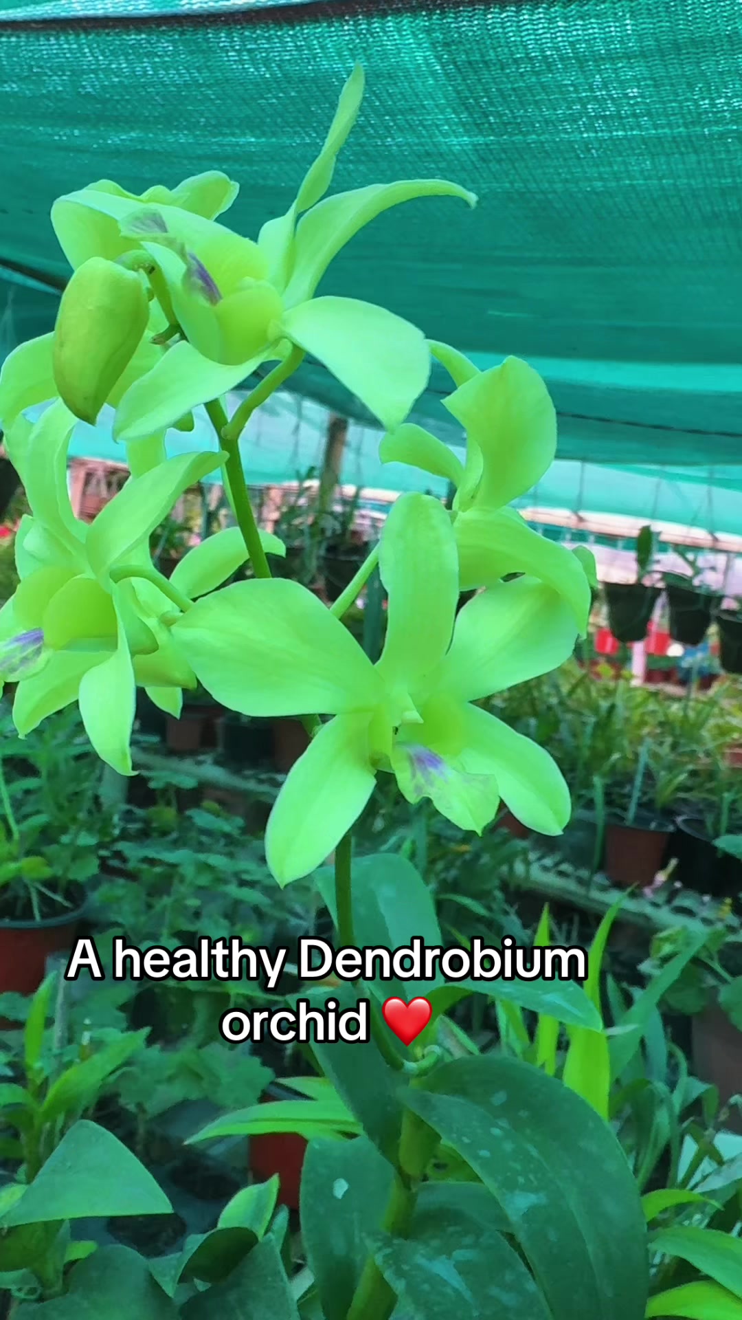 @Nirvan Nursery