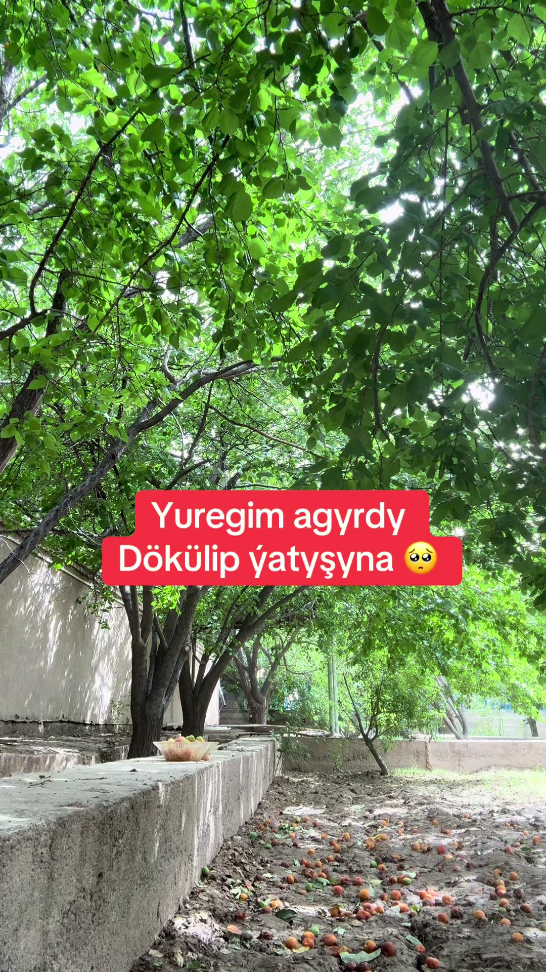 @ShowlySowda