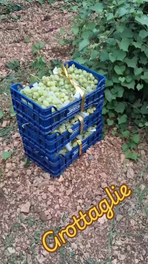 @Costantino Perrotta