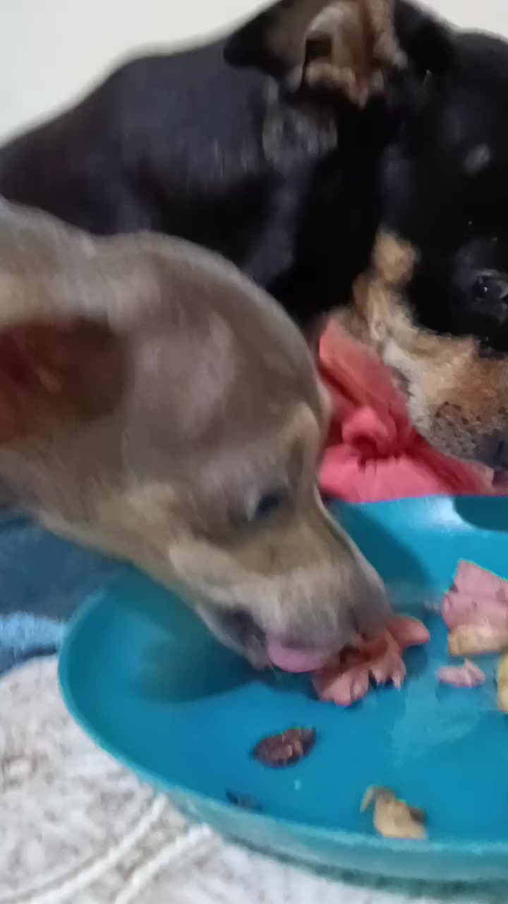 @ayudando perritos
