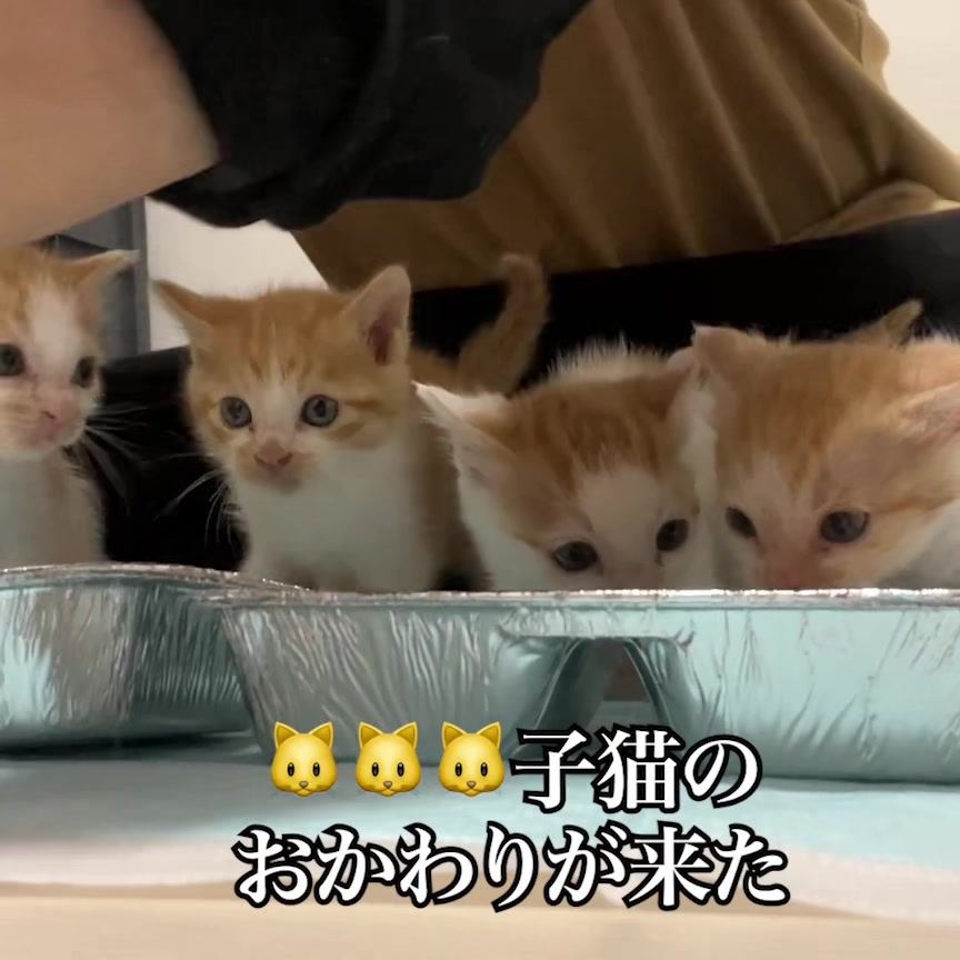 @ねこかます