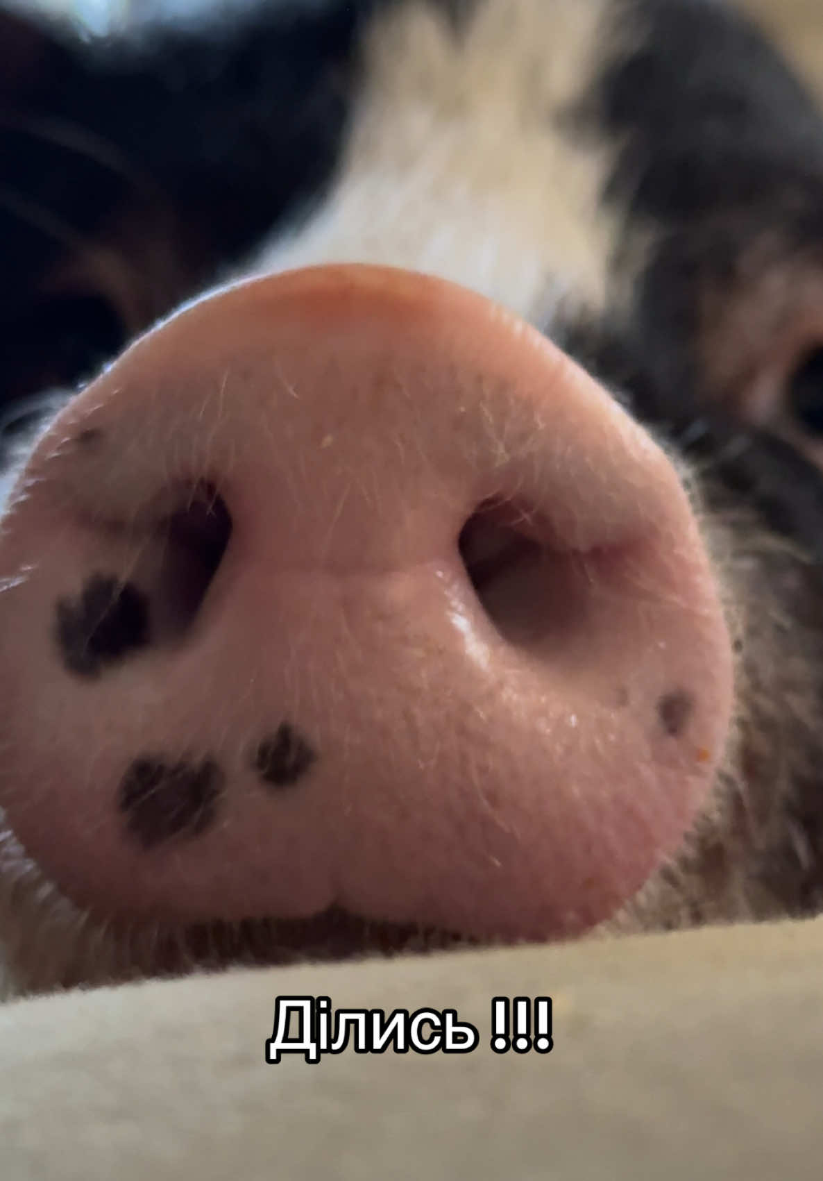 @Olivka pig