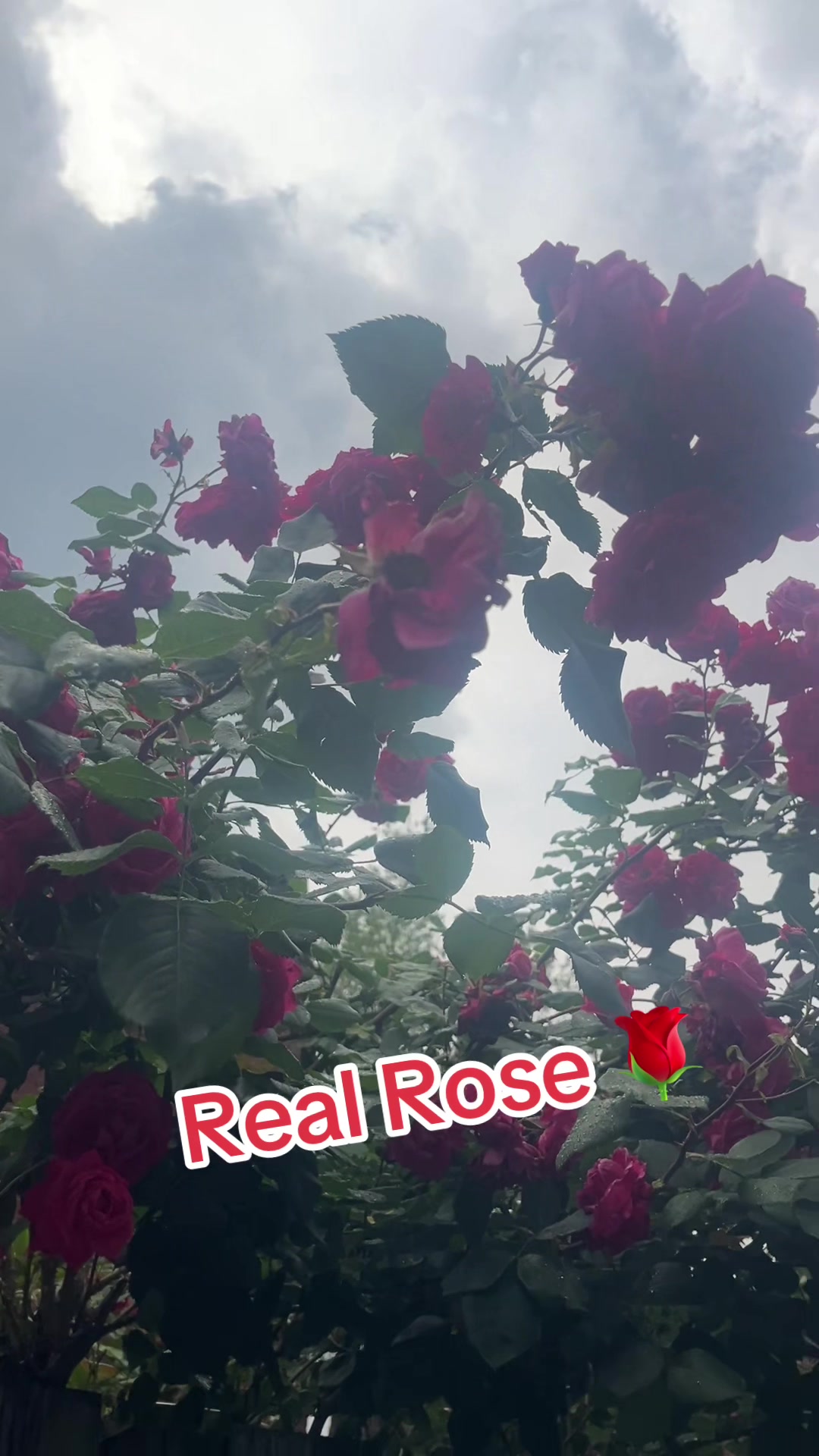 @𝕿𝕽 & 𝕿𝕽