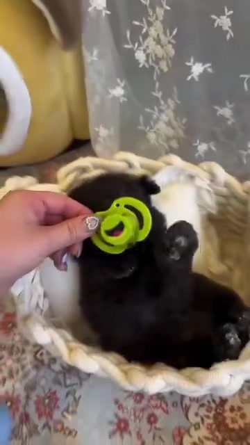 @Teacup puppies