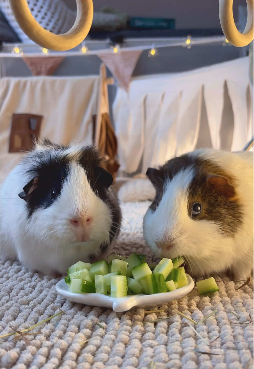 @friendly_guinea_pigs