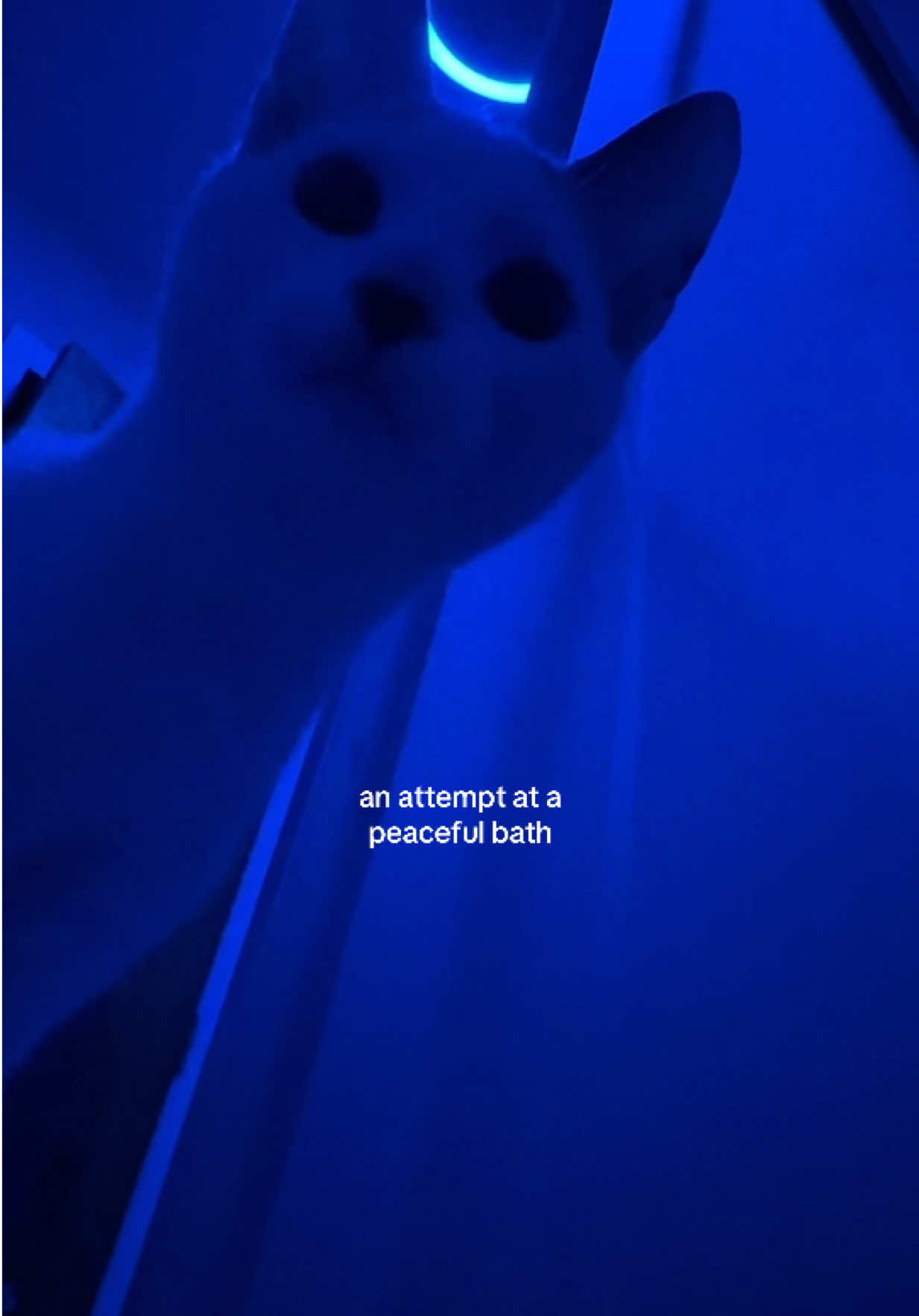 @Sara 🧸📜🦢🤎