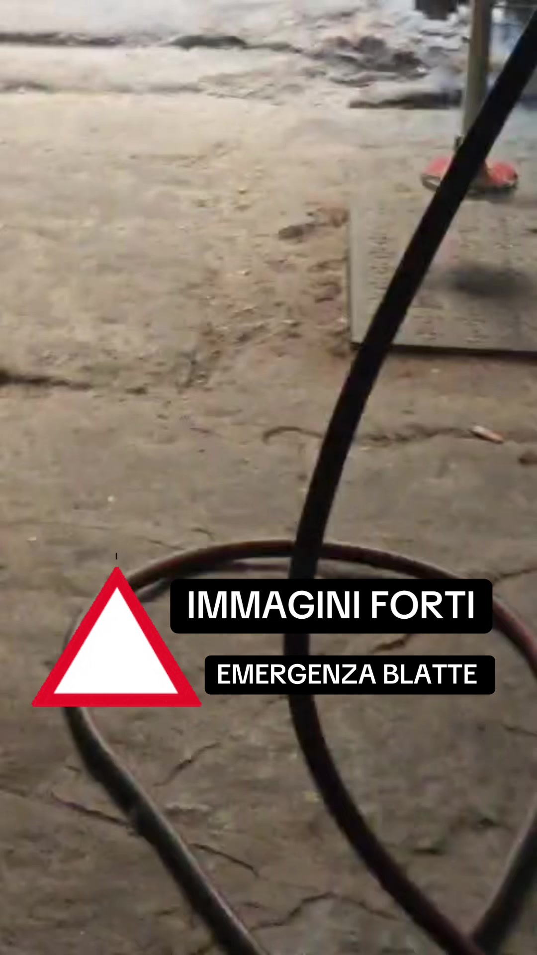 @Salvatore LS disinfestazioni