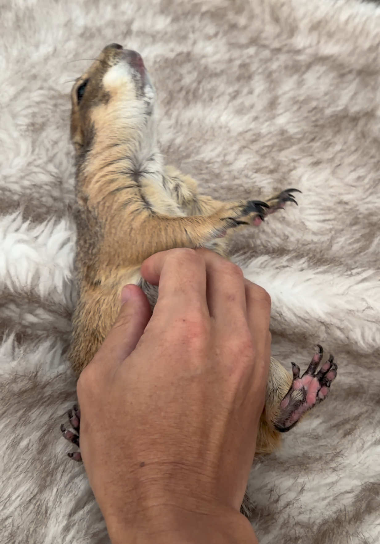 @Poppy the Prairie Dog