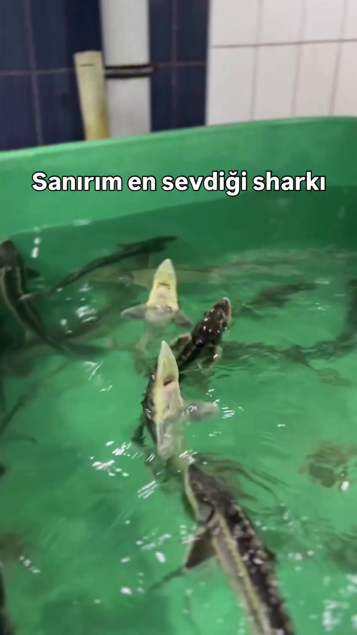 @tezcan_tekbas