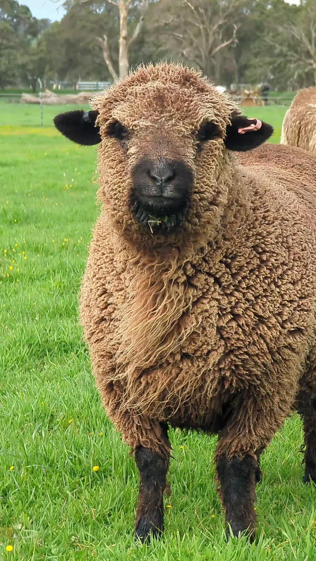@Gardin Park Babydoll Sheep