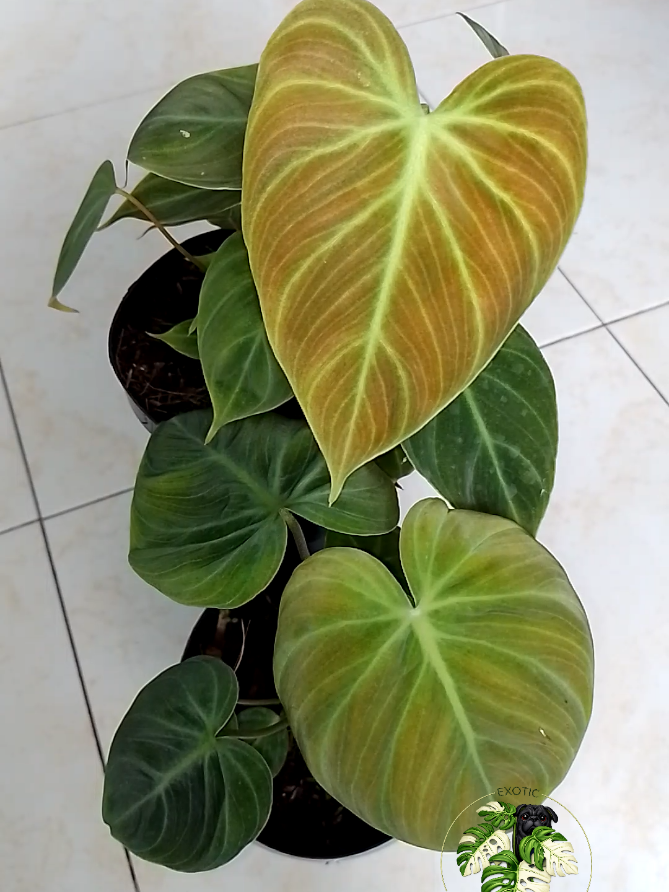 @LUCKY PLANTS