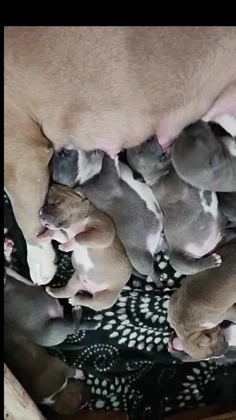 @mia_bulls❤️