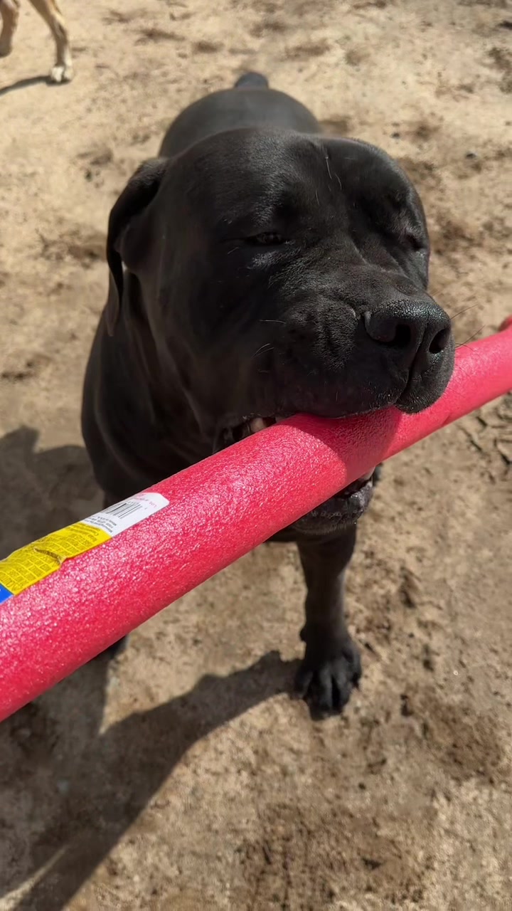 @Bigfoot Boerboels