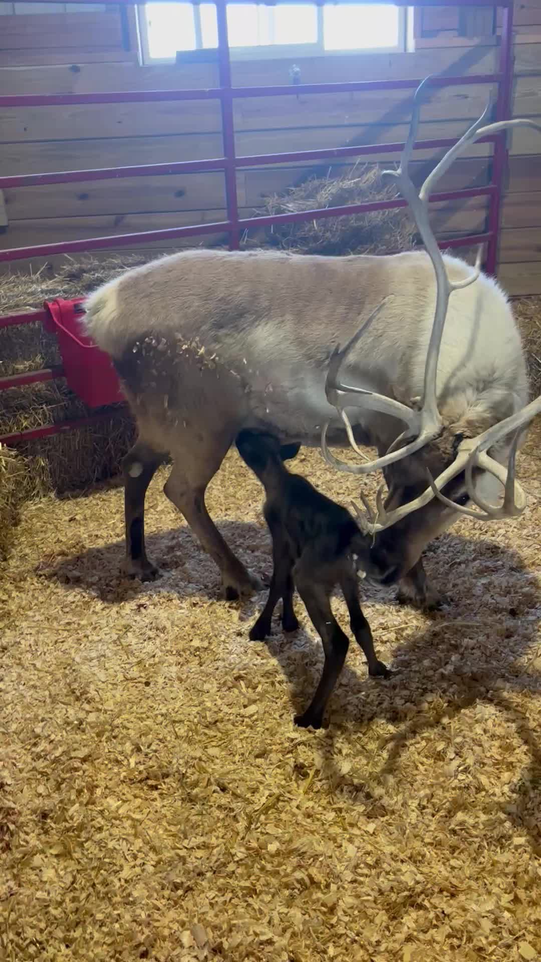 @Reindeer Randy