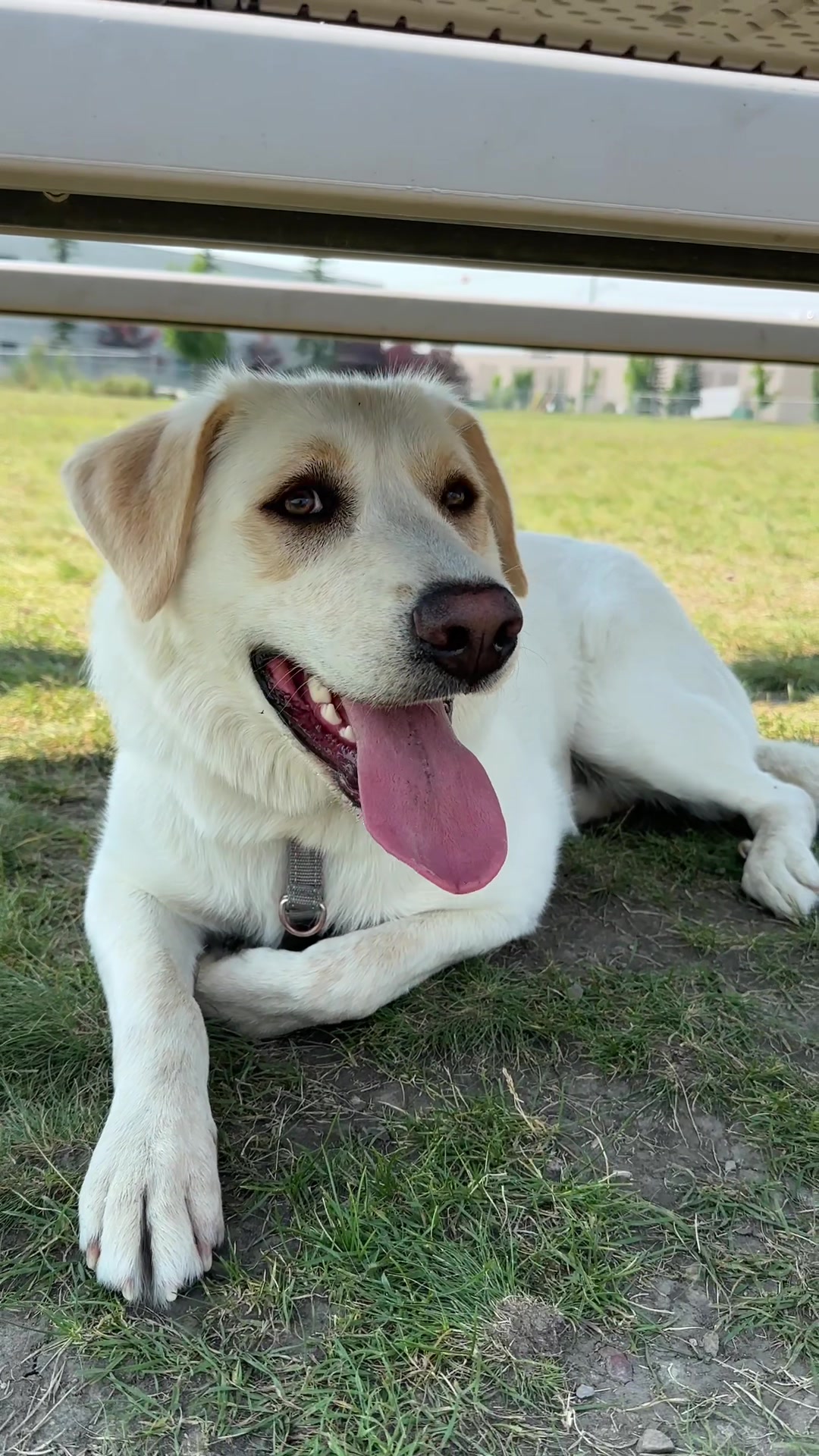 @Calgary Humane Society