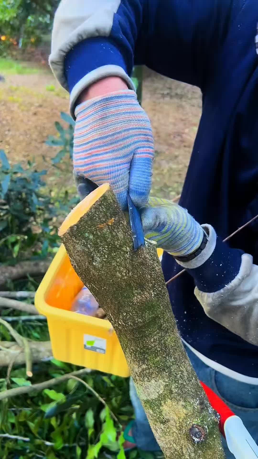 @Grafting&Planting