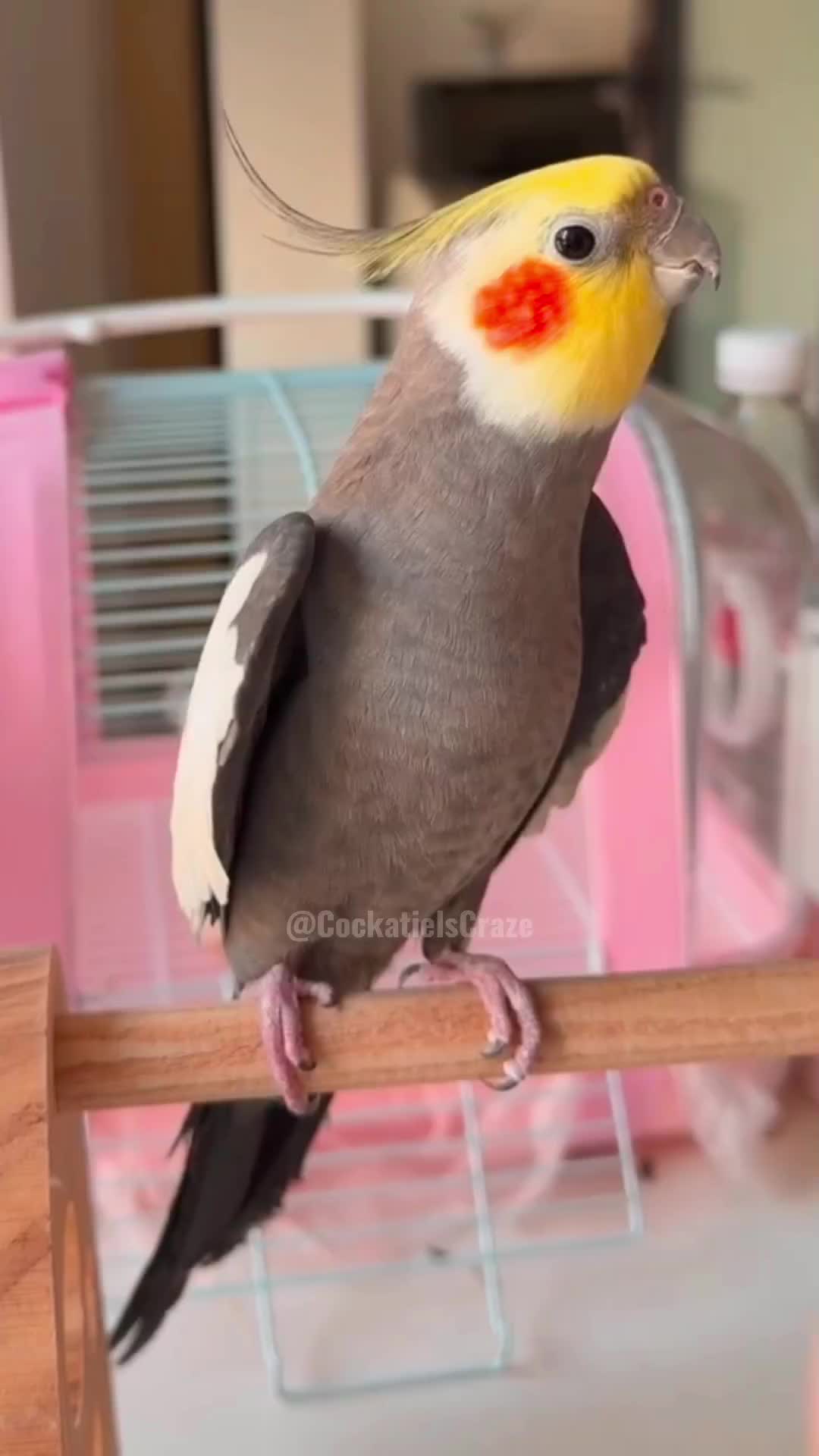 @Cockatiels Craze