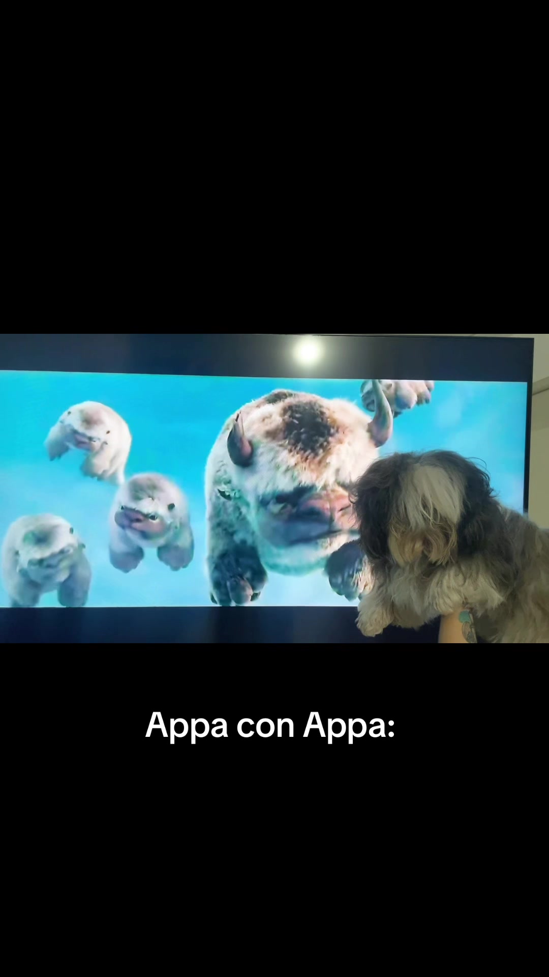 @appa_shihtzurp