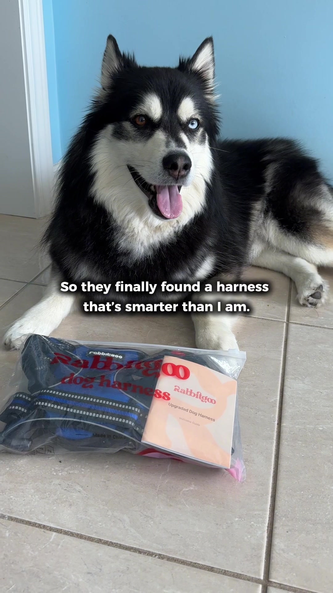 @Zeus the Pomsky🐾