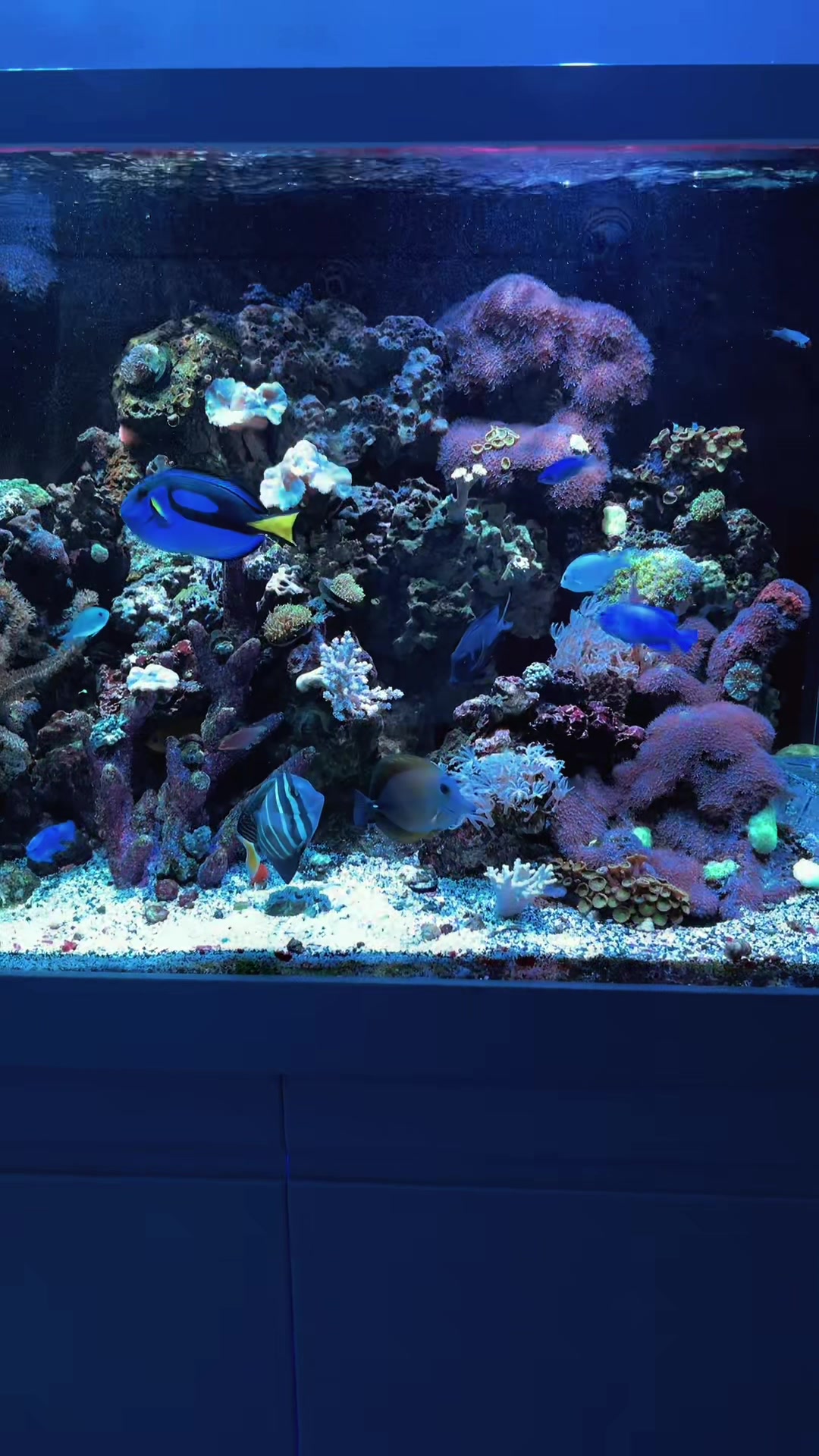 @reeflove