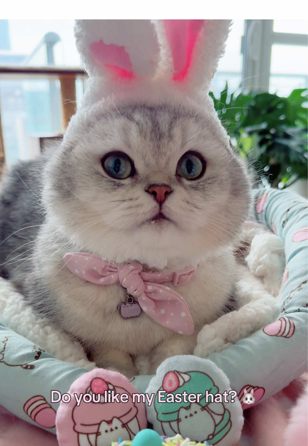 @Ollie the Cat