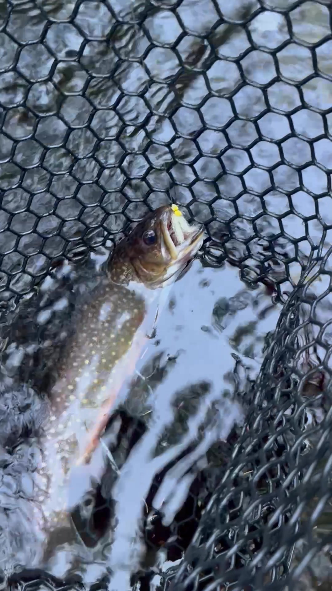 @FlyFishDelawhere