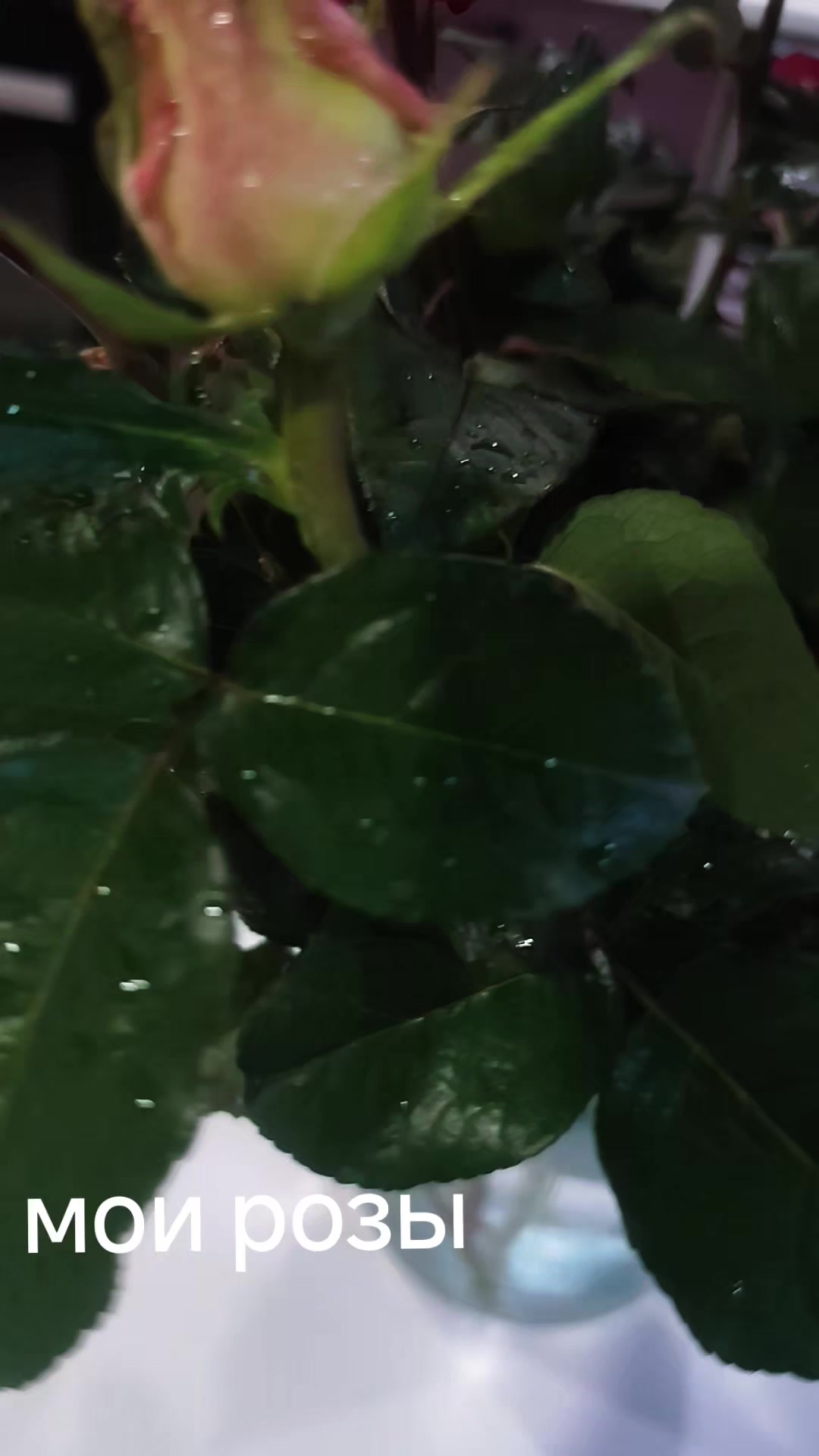 @Яна